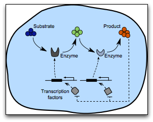 Genetic-Metabolic Picture